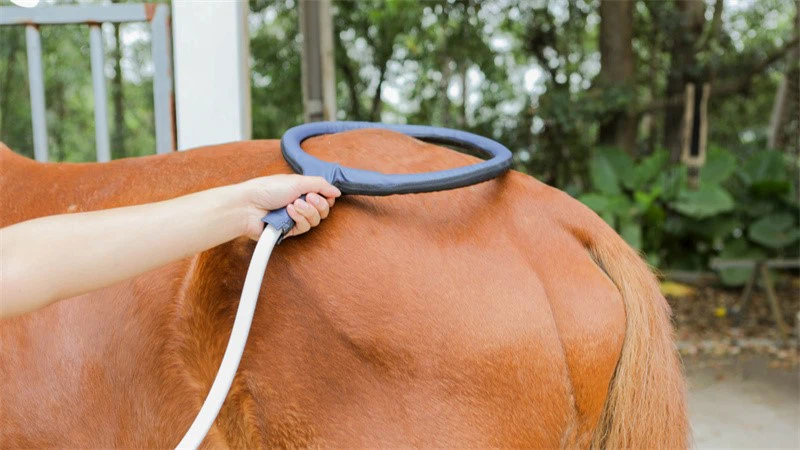 PEMF machine for animal PEMF machine for animal